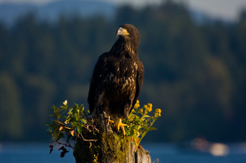 Bald Eagle